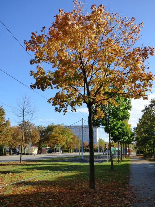 Herbstliches Neustadt